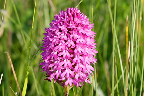 Anacamptis pyramidalis img_02542