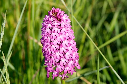 Anacamptis pyramidalis img_02544