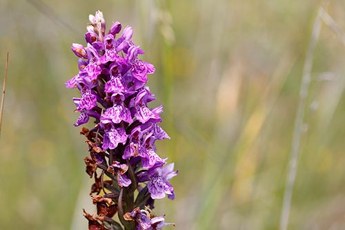 Dactylorhiza x kerneriorum img_02081