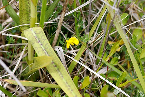 Dactylorhiza x kerneriorum img_02082