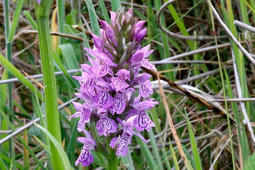 Dactylorhiza x kerneriorum img_02114