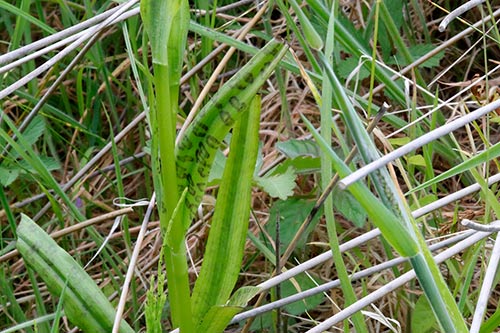 Dactylorhiza x kerneriorum img_02115