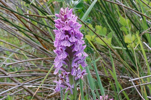 Dactylorhiza x kerneriorum img_02116