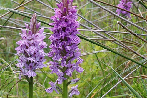 Dactylorhiza x kerneriorum img_02117