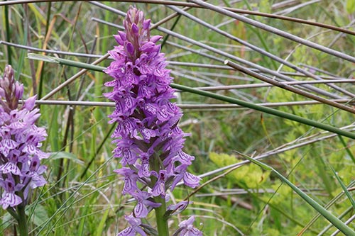 Dactylorhiza x kerneriorum img_02118