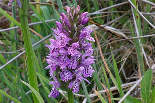 Dactylorhiza x kerneriorum img_02119
