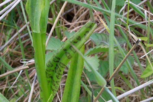 Dactylorhiza x kerneriorum img_02120