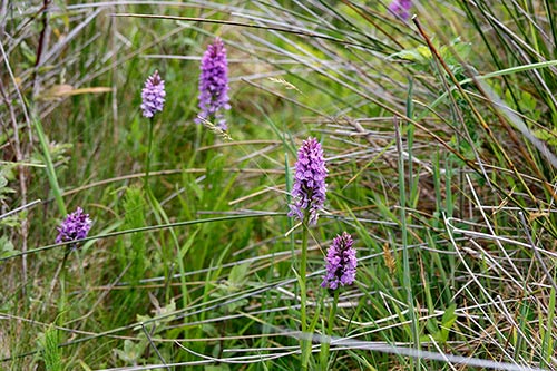 Dactylorhiza x kerneriorum img_02124