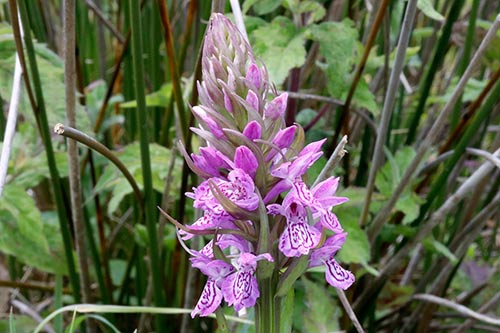 Dactylorhiza x kerneriorum img_02132