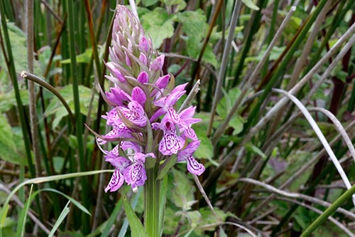 Dactylorhiza x kerneriorum img_02133