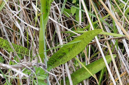 Dactylorhiza x kerneriorum img_02134
