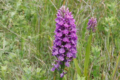 Dactylorhiza x kerneriorum img_02138