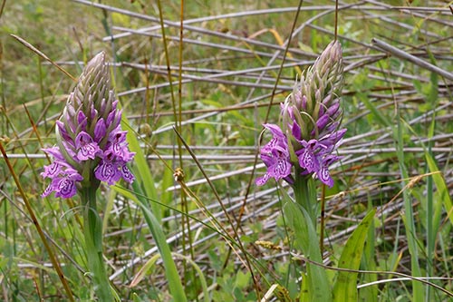 Dactylorhiza x kerneriorum img_02143