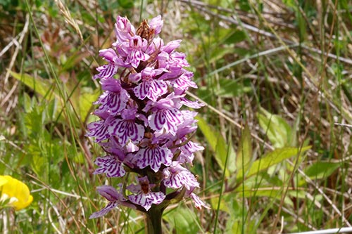 Dactylorhiza x kerneriorum img_02145