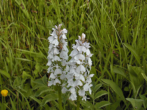 Dactylorhiza maculata dscn5067