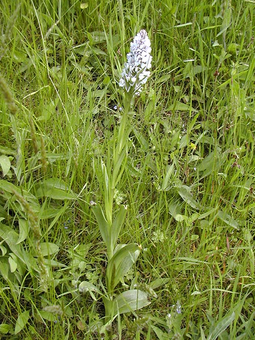 Dactylorhiza maculata dscn5070