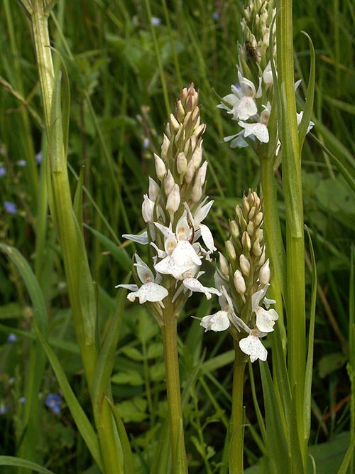 Dactylorhiza maculata pict3439