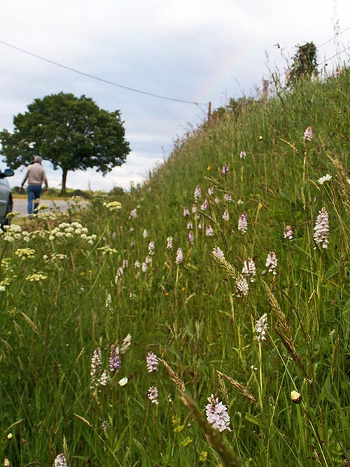 Dactylorhiza maculata pict3441