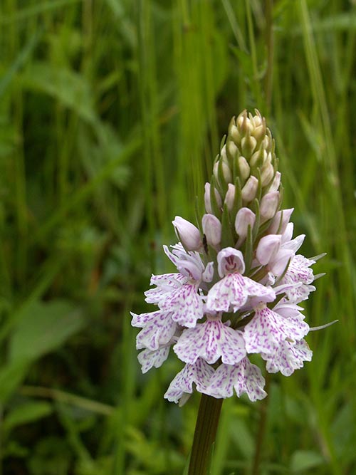 Dactylorhiza maculata pict3442