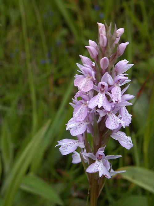 Dactylorhiza maculata pict3448