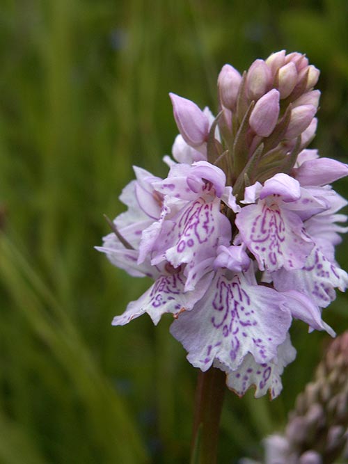 Dactylorhiza maculata pict3451