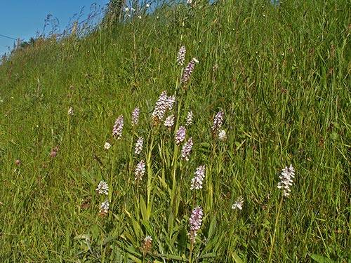 Dactylorhiza maculata pict3470