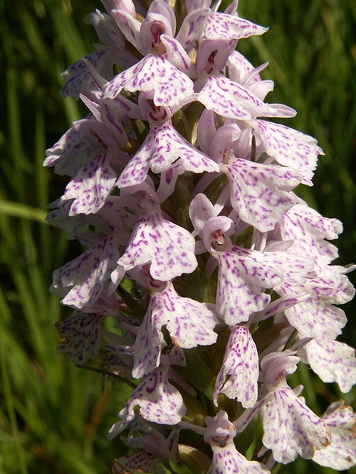 Dactylorhiza maculata pict3475