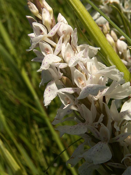 Dactylorhiza maculata pict3479