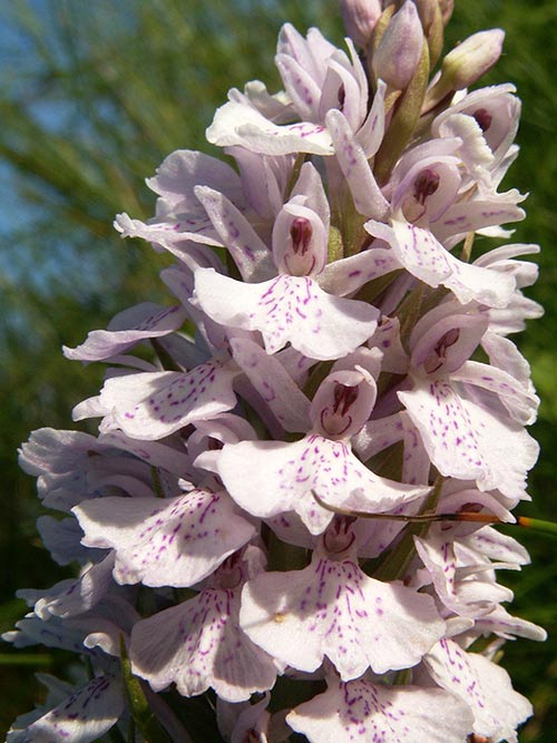 Dactylorhiza maculata pict3483