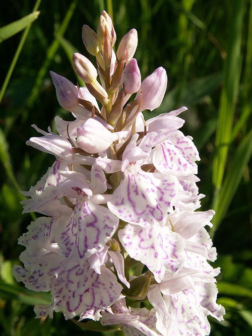Dactylorhiza maculata pict3492