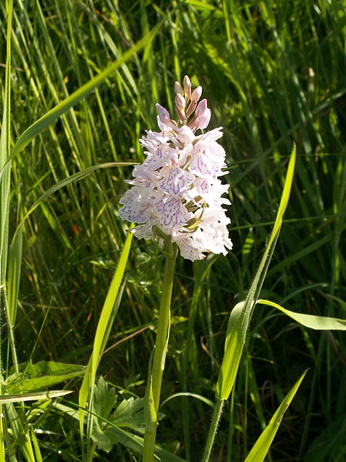 Dactylorhiza maculata pict3493