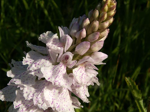 Dactylorhiza maculata pict3499