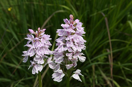 Dactylorhiza maculata img_05677