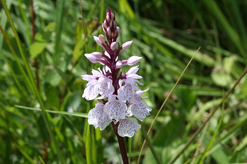 Dactylorhiza maculata img_05686