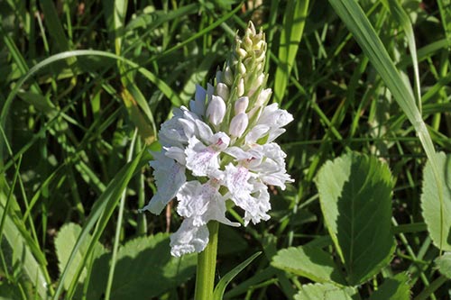Dactylorhiza maculata img_03369