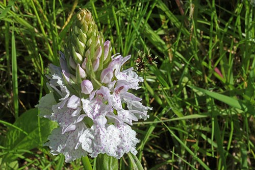 Dactylorhiza maculata img_03375
