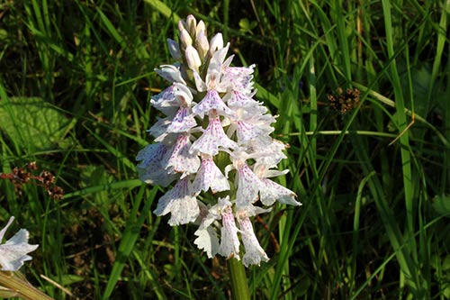 Dactylorhiza maculata img_03815