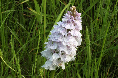 Dactylorhiza maculata img_03829