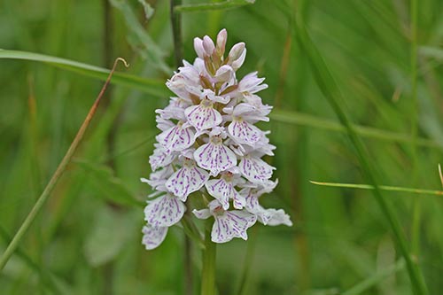 Dactylorhiza maculata img_04458