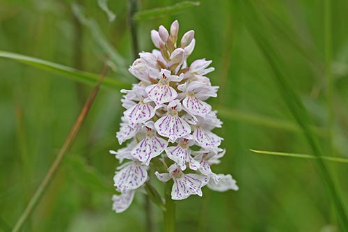 Dactylorhiza maculata img_04459