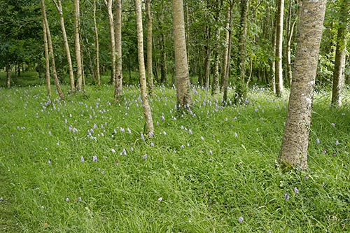 Dactylorhiza maculata img_01998