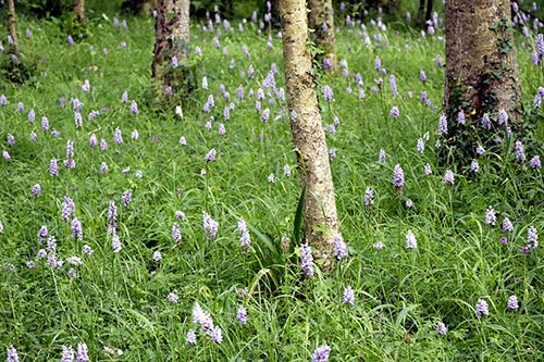 Dactylorhiza maculata img_01990