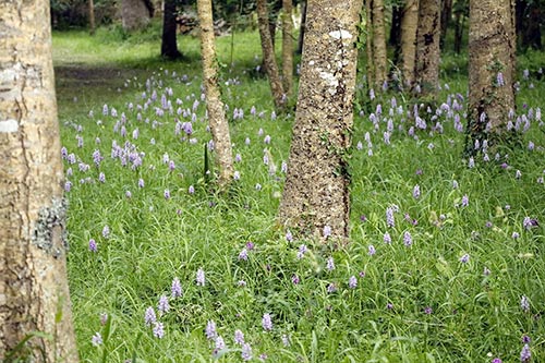 Dactylorhiza maculata img_01993
