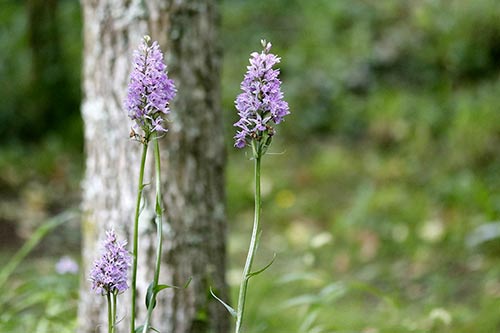 Dactylorhiza maculata img_01994
