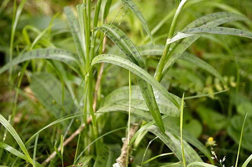 Dactylorhiza maculata img_01995