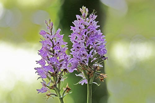 Dactylorhiza maculata img_01996