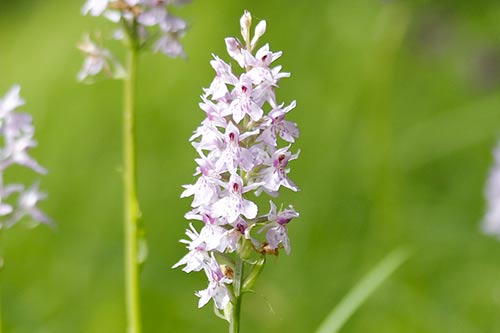 Dactylorhiza maculata img_02000