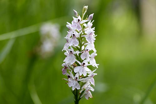 Dactylorhiza maculata img_02005