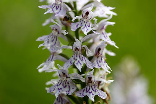 Dactylorhiza maculata img_02007