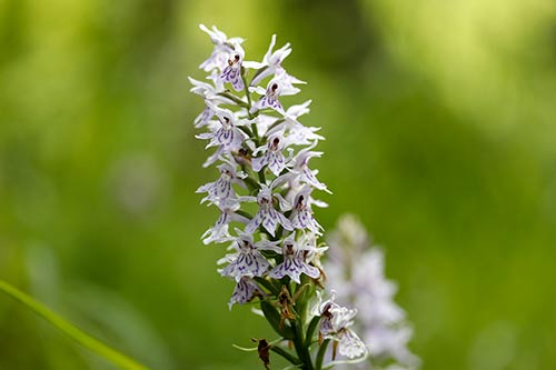 Dactylorhiza maculata img_02009